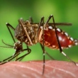 Dengue