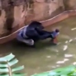 gorilla morto após criança cair em jaula