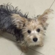 Família procura a cachorrinha Lola