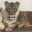 Leoa cria juba e intriga veterinários de zoológico