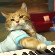 The musically talented feline was nine years old at the time of his passing.