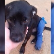 Ajude o Rex: campanha quer arrecadar R$ 3 mil para tratar pata quebrada de cão atropelado em Goiânia