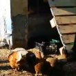 Grupo vegano viraliza ao separa galinhas de galos 