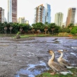 Reforma no Zoológico de Goiânia esvazia lago e assusta moradores