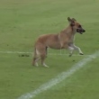 Cachorro invadiu o Estádio Zico Brandão no segundo tempo
