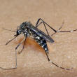 Dengue